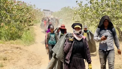Fiyatı yüzde 500 artan fıstığın üreticisinden baklavacılara çağrı