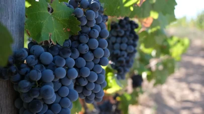 Zirai dondan etkilenen üreticilere destek