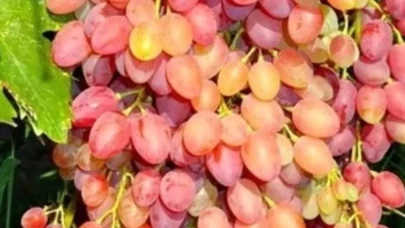 Özbek üzümü kansızlığa iyi gelir mi?