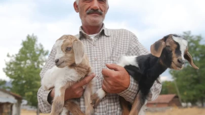 Orman yangınında evsiz kalan aile, oğlaklarını kilometrelerce kucağında taşıdı