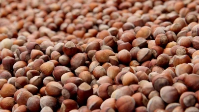 Fındık ihracatında çıta yükseliyor