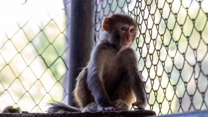 Şiddet görmüş maymuna yeni hayat