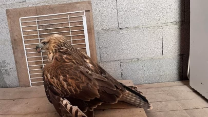 Karapınar'da yaralı kızıl şahin bulundu