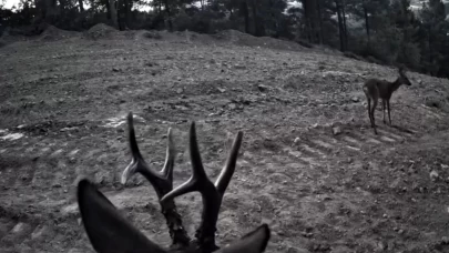 Tekirdağ'da fotokapanlara yansıyan karacalar görüntülendi