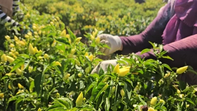 Sındırgı'da sarı altında hasat zamanı