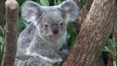 Koalalar için tarihi aşı onaylandı!