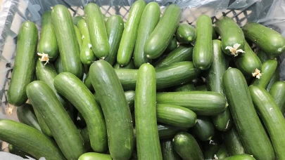 Elazığ'da 17 bin ton salatalık üretimiyle örtü altı sezonu başladı