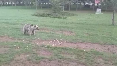 Dumanlı Yaylası'nda ilginç anlar: Bozayıyı elleriyle besledi...