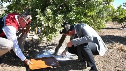 Çeşme’de damla sakızı ve zeytin hasadı başladı