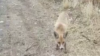 Yolda karşısına çıkan tilkiyi çerezle besledi