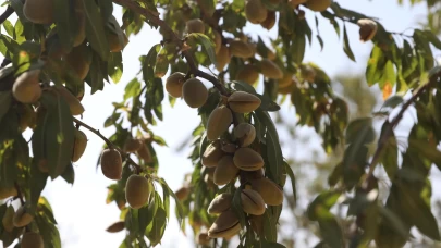 Diyarbakır'da badem hasadı etkinliği yapıldı