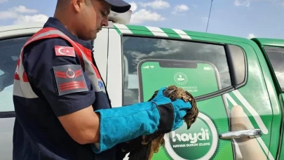 Muş’ta yaralı kartal tedaviye alındı