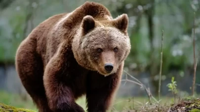 Rusya'da ayı saldırısına uğrayan kadın hayatını kaybetti