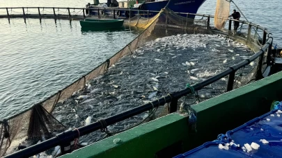 Sinop, Türk somonunda zirvede