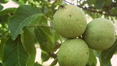 Ceviz yaprağı sivilcelere iyi gelir mi?