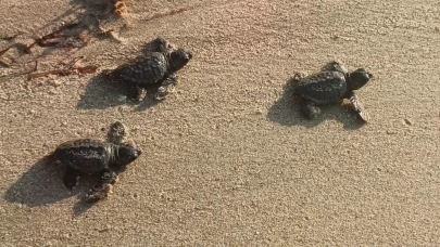 9 yuvadan çıkan 469 caretta caretta yavrusu, denizle buluştu