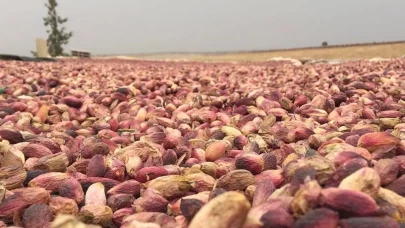 Fıstıkta rekolte düştü
