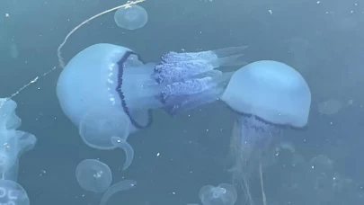 Gemlik Körfezi’nde denizanası kabusu son buldu: Binlerce denizanası ölüp kıyıya vurdu