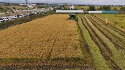 Bafra Ovası'nda çeltik hasadı başladı