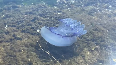 Marmara'da 'bitti' denilen müsilaj kabusu tekrar hortladı