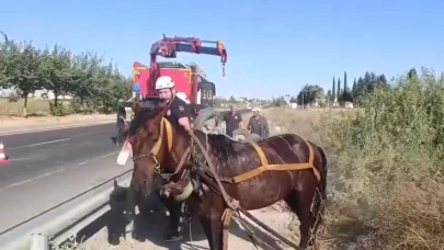 Tahliye kanalına düşen at kurtarıldı