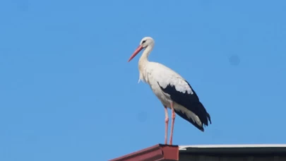 Kuşadası’na ilk kez leylek geldi