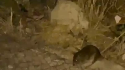 Ankara sokaklarını gece fareler bastı