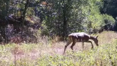 Bolu'da nadir görülen kızıl geyikler görüntülendi