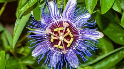 Stresi azaltıyor, uykuyu düzenliyor