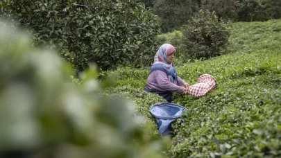 Rize'de çay hasadı mesaisi: Sade çiftçilerin değil kadınların da gelir kapısı