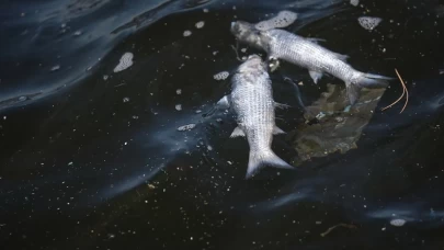 İzmir Körfezi’nde balık ölümleri sürüyor: Üçkuyular sahili tonlarca ölü balıkla doldu