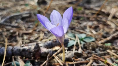 Çankırı'da "vargit"lerin açmasıyla yaylalar renklendi