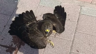 Bitkin halde bulunan şahin koruma altına alındı