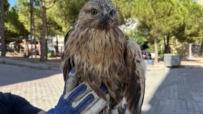 Sinop'ta yaralı halde bulunan kızıl şahin tedavi altına alındı