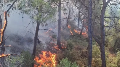 Adana'nın Sarıçam ilçesinde orman yangını