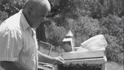 Ormanda kestiği ağacın altında kalıp yaşamını yitirdi!