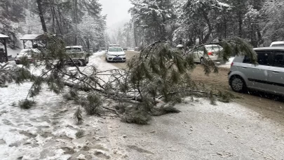Ankara’da karın ağırlığına dayanamayan çam ağacı devrildi