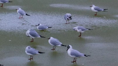 Ankara’da Mogan Gölü dondu