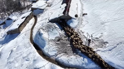 Yüksekova'da besicilerin kış mücadelesi devam ediyor