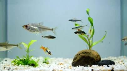 Balıklarda hamilelik ve doğum kaç gün sürer? Türlere göre doğum takvimi