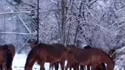 Bolu'da kar nedeniyle aç kalan yılkı atları kent merkezine indi
