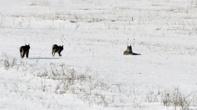 Elazığ’da vaşak ailesi görüntülendi