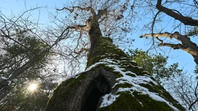 İstanbul'un anıt ağaçları