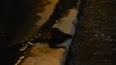 Harşit Çayı’nda nesli tehlike altındaki su samurları görüntülendi