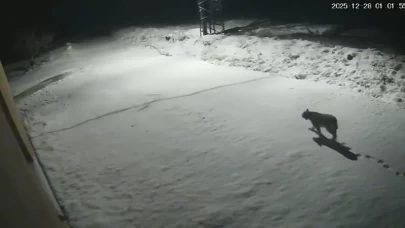 Malatya'da 'ormanların hayaleti' vaşak görüntülendi