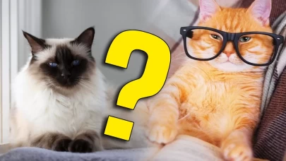 En az sahiplenilen kediler arasında yer alıyordu; Meğer IQ seviyesi en yüksek türmüş