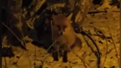 Kartepe'de bir kişi barakaya gelen tilkiyi besledi!