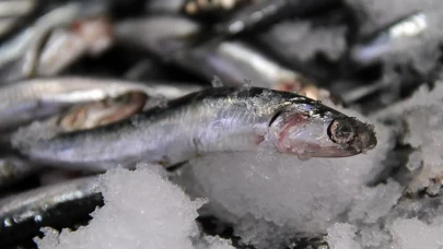 "Bu hamsi başka!" dedirten o detay