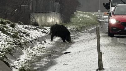 İstanbul’da yaban domuzu yol kenarına indi