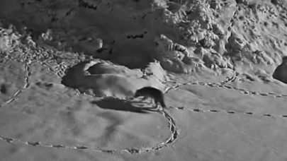 Elazığ’da aç kurt mezraya indi! O anlar kamerada